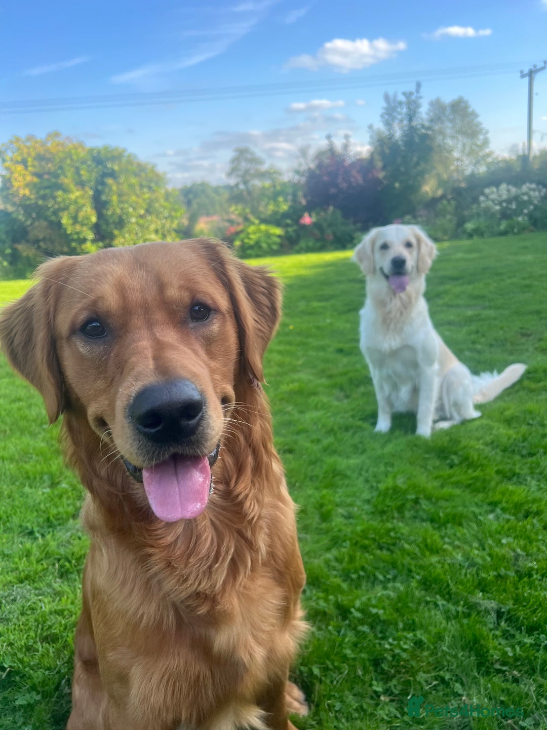 Golden Retriever dogs for sale: Beautiful KC Registered Golden Retrievers - Image 11