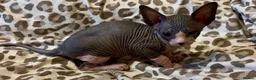 Sphynx cats for sale: Sphynx 2 girls 2 boys Blue  - Advert 6