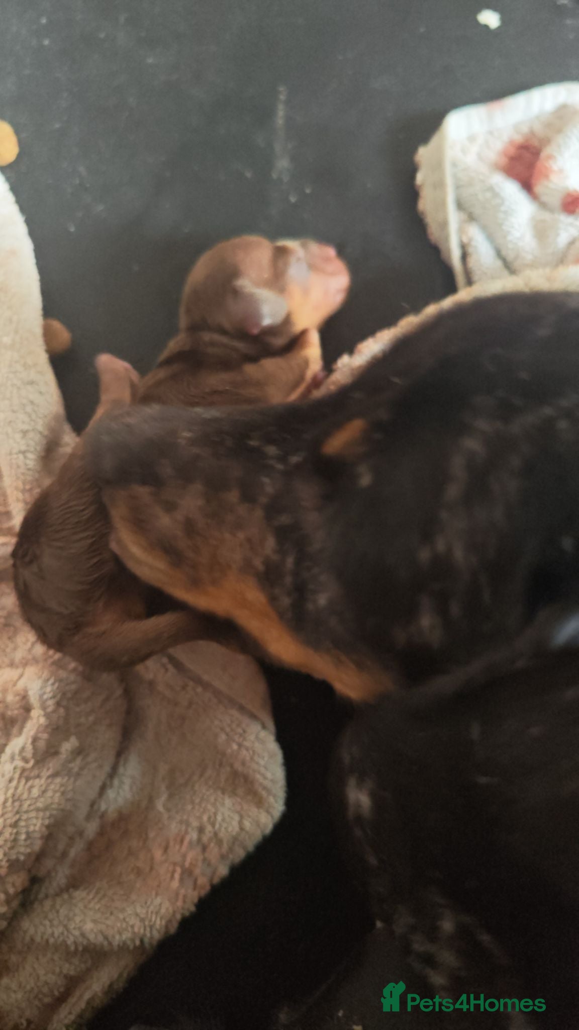 Miniature Dachshund dogs 4 beautiful Dachshund puppies - Advert 14