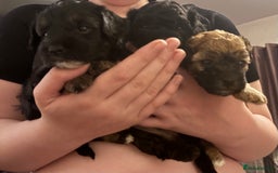 Yorkiepoo dogs for sale: Beautiful yorkipoo puppies - Image 18