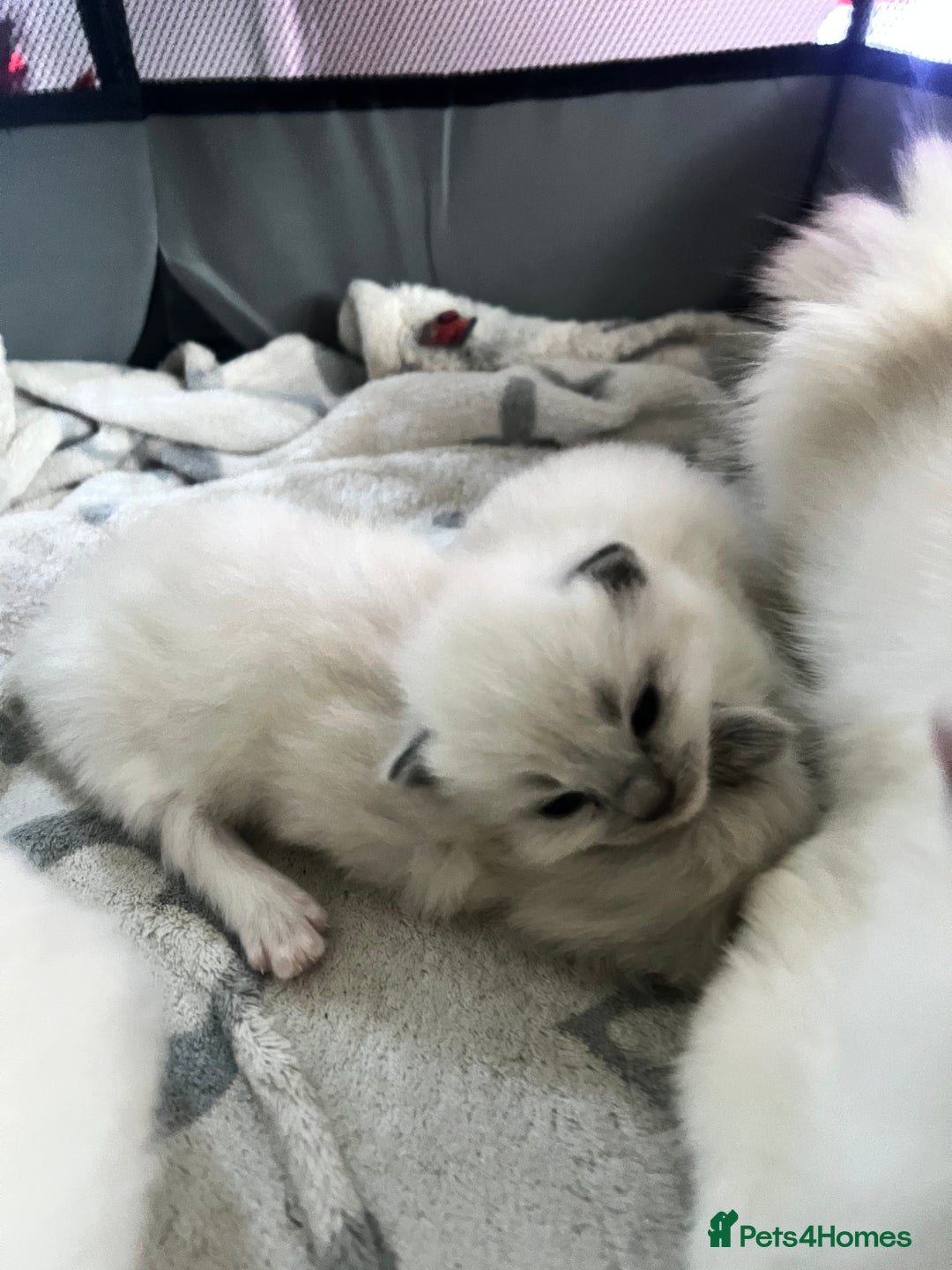 Ragdoll cats for sale: Purebred blue point ragdoll kittens  - Advert 17