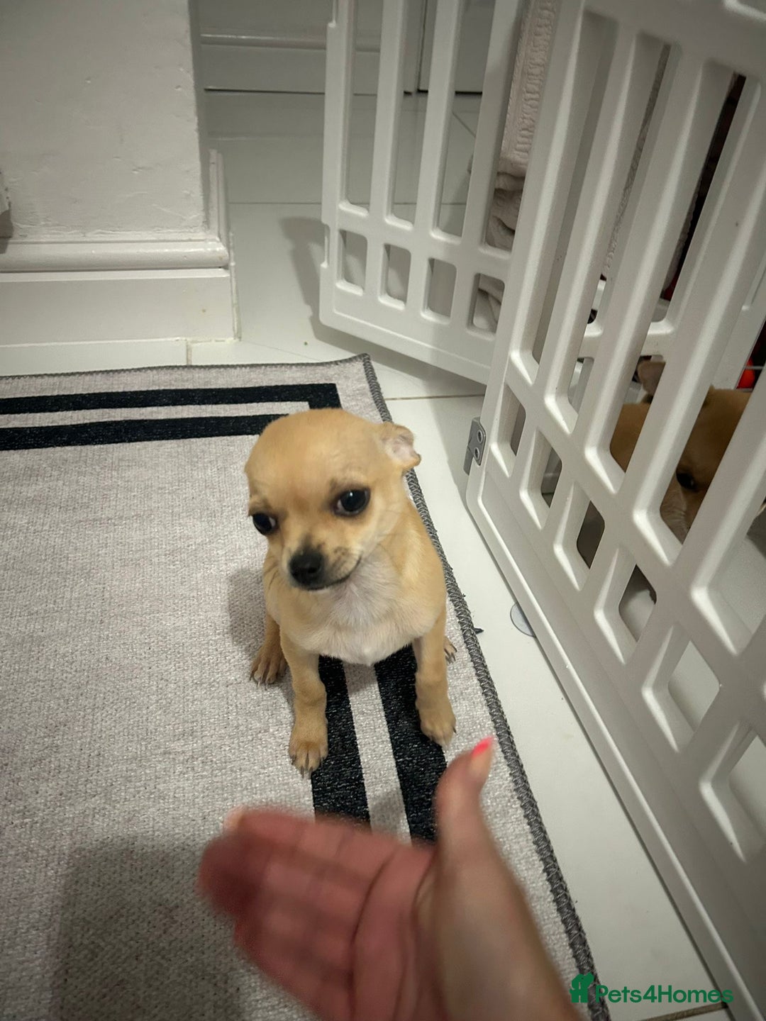 Chihuahua dogs for sale: Miniature chihuahua puppies (champion litter)  - Image 22