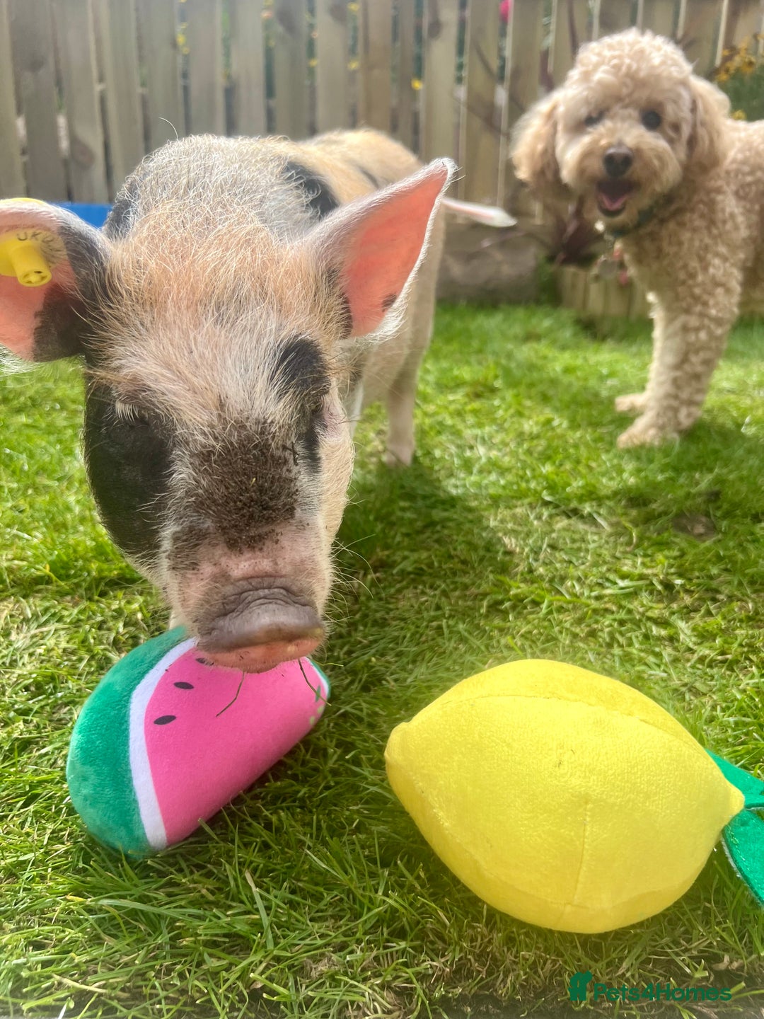 Pig livestock for sale: The adorable Lottie is desperately needing a home  - Image 2