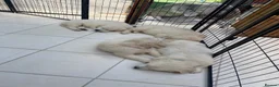 Golden Retriever dogs for sale: Wonderful Golden retriever puppies  - Advert 5