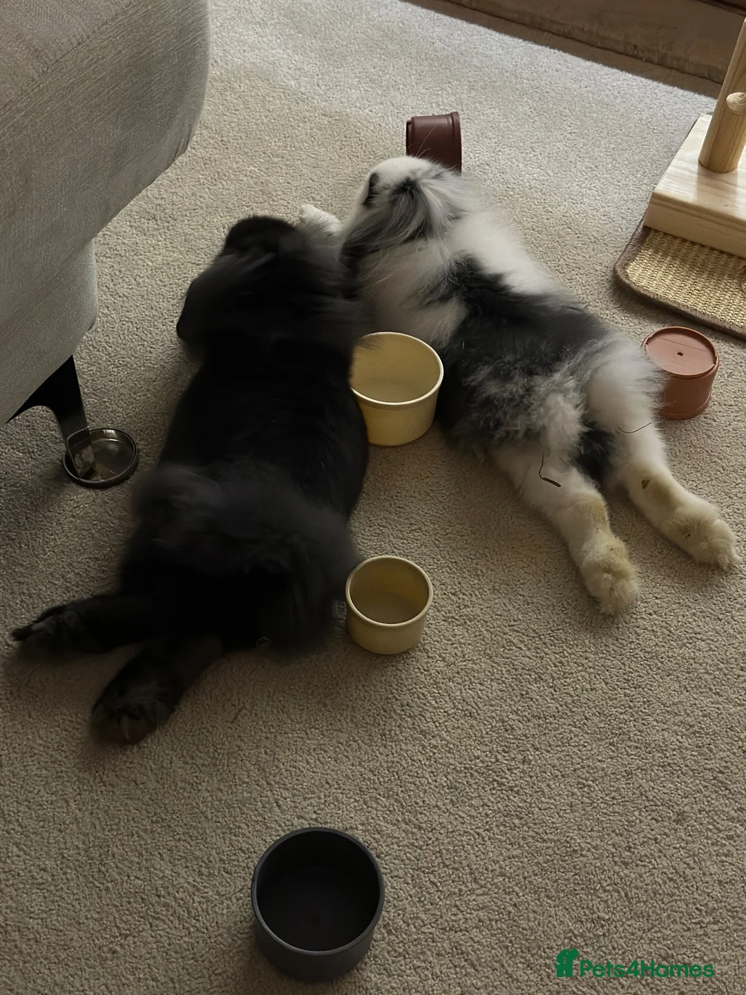 Mini Lion Lop rabbits for sale: 🐰 2 bonded and neutered mini lion lops 🐰  in Droitwich - Advert 2