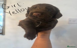 Cocker Spaniel dogs for sale: Cocker Spaniel Puppies - Image 9