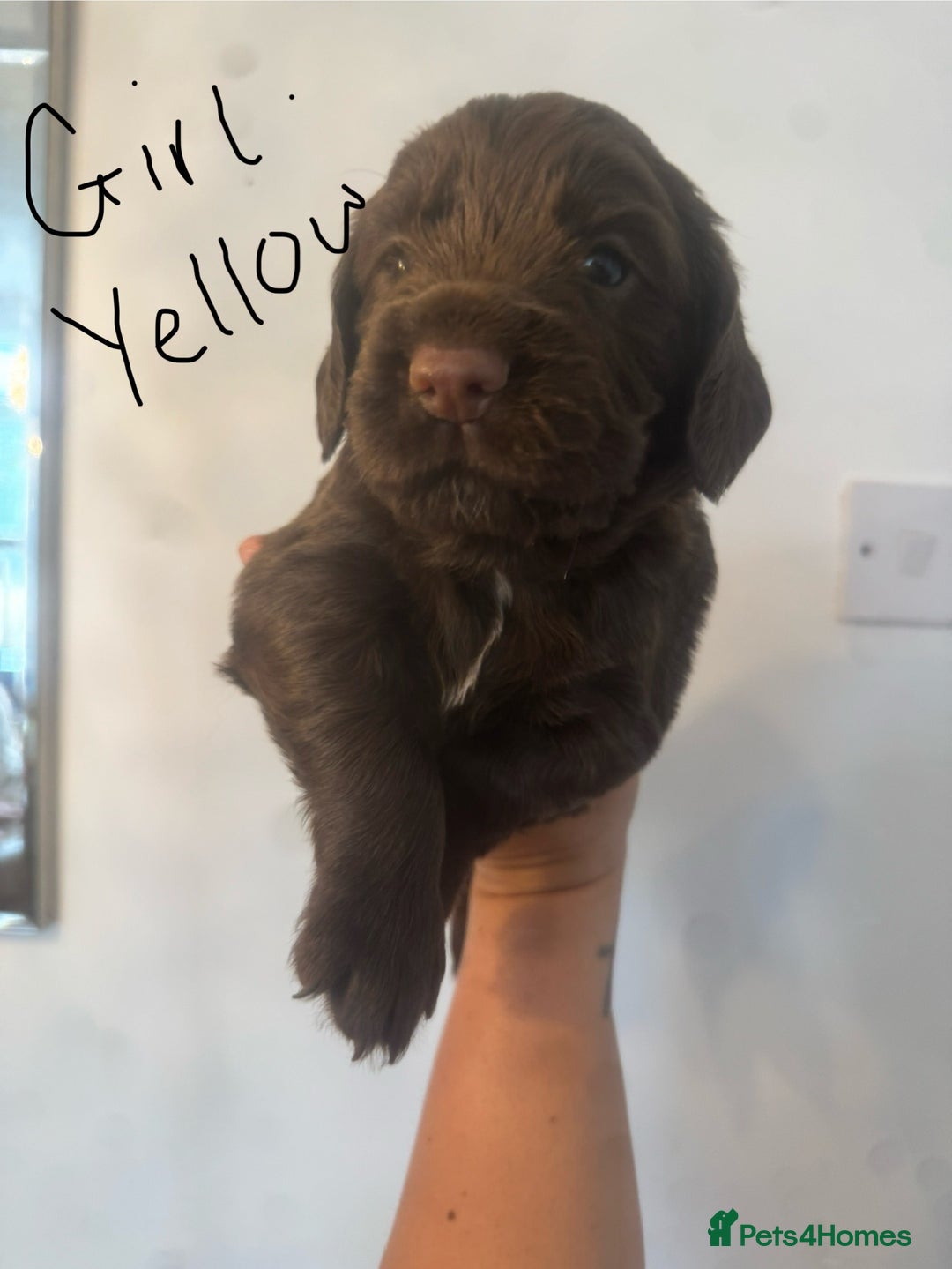 Cocker Spaniel dogs for sale: Cocker Spaniel Puppies - Image 9