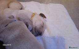 Labrador Retriever dogs for sale: 6 beautiful Labrador (all reserved)  - Advert 19