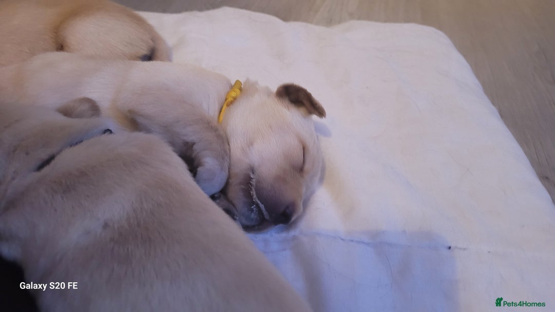 Labrador Retriever dogs for sale: 6 beautiful Labrador (all reserved)  - Advert 19