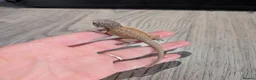 Bearded Dragon reptiles for sale: Baby bearded dragons  - Advert 16