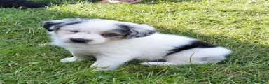 Border Collie 4