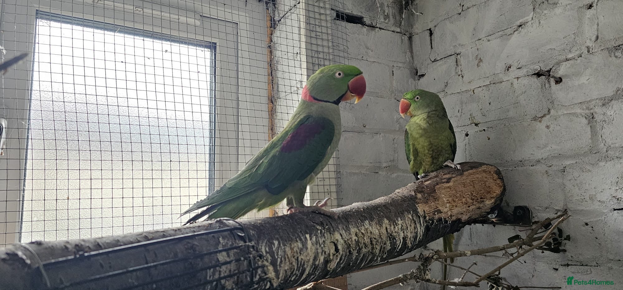 Parrots birds Alexandrine parrot breeding pair  - Advert 2