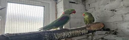 Parrots birds for sale: Alexandrine parrot breeding pair  - Advert 1