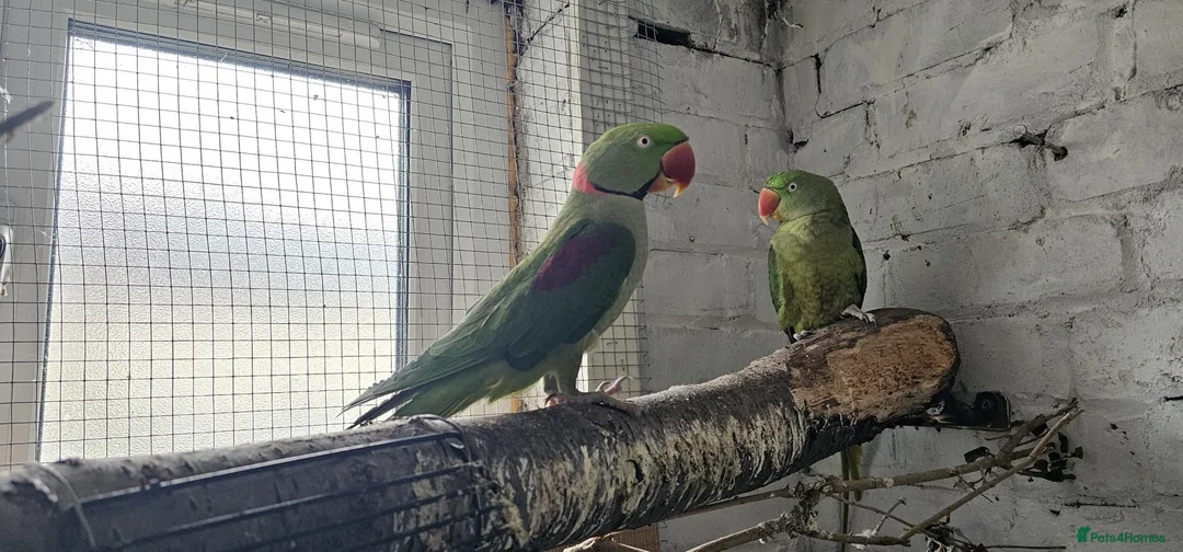 Parrots birds for sale: Alexandrine parrot breeding pair  - Advert 1