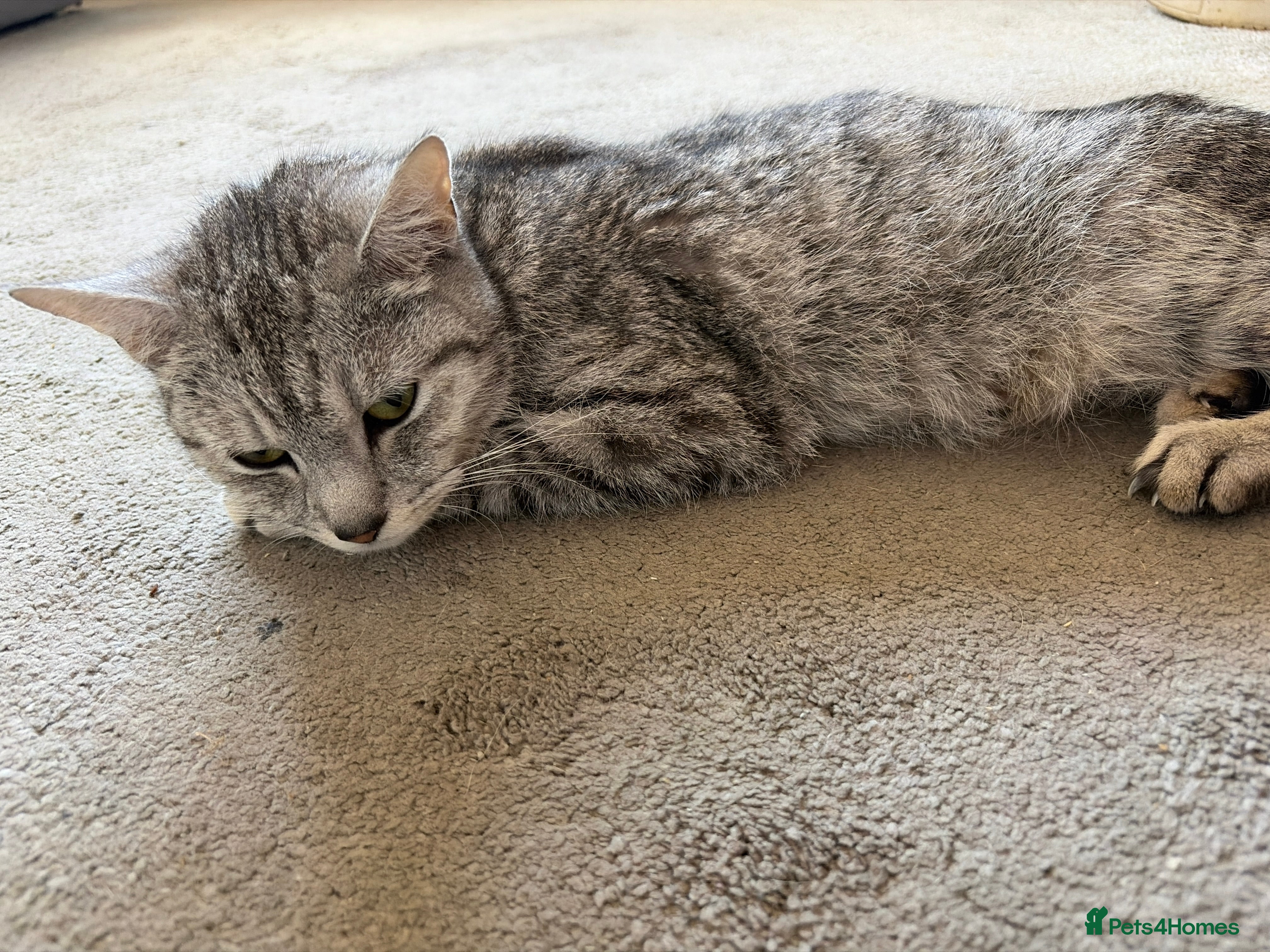 Domestic Shorthair cats Kittens for sale  - Advert 17
