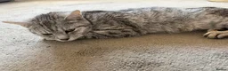 Domestic Shorthair cats for sale: Kittens for sale  in Brentwood - Advert 2