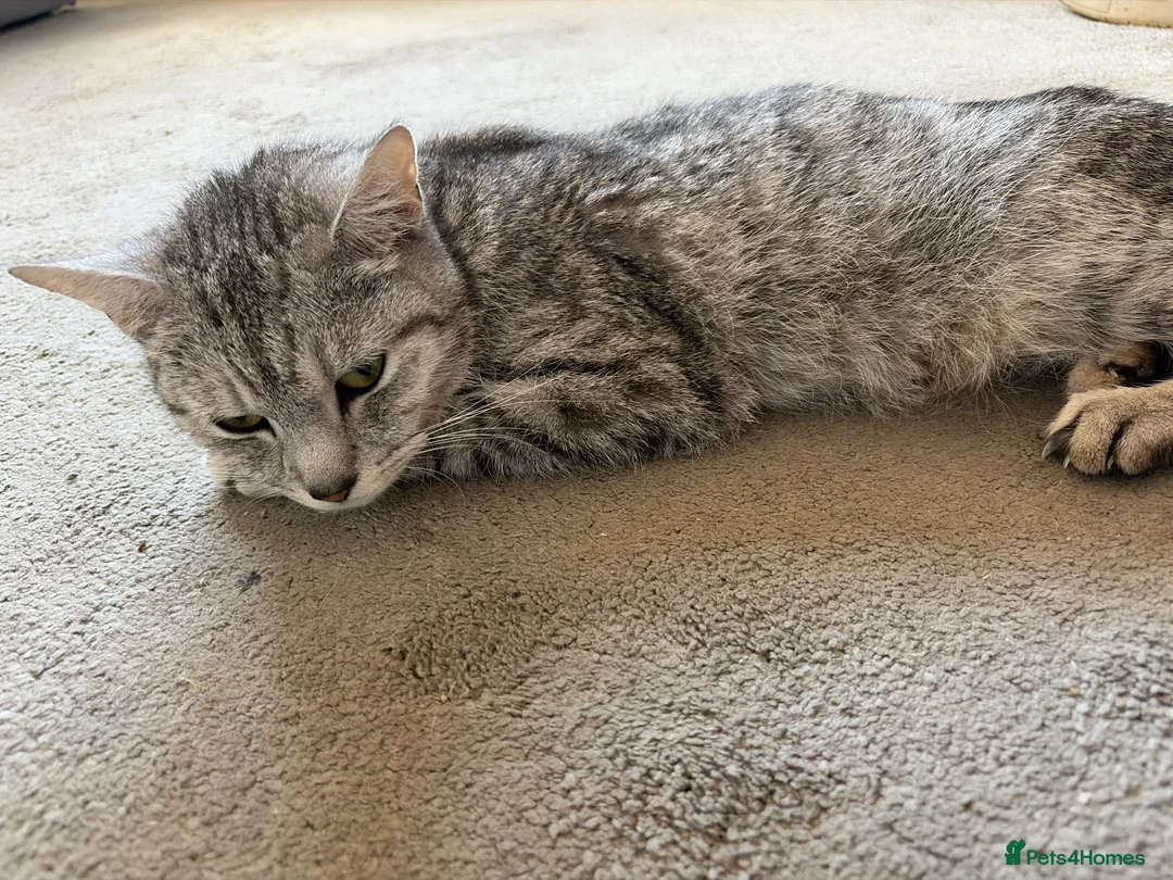 Domestic Shorthair cats for sale: Kittens for sale  in Brentwood - Advert 2