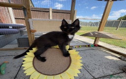 Maine Coon cats for sale: Purr Machines Ready Now - GCCF Reg Maine Coons - Image 24
