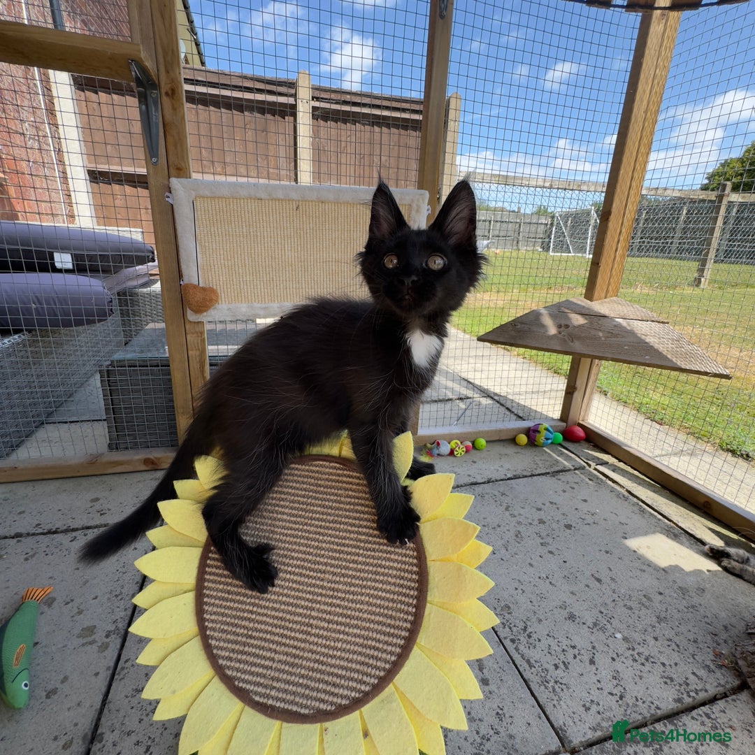 Maine Coon cats for sale: Purr Machines Ready Now - GCCF Reg Maine Coons - Image 24