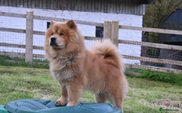 Siberian Husky dogs for sale: Beautiful Chowski puppies  - Image 31