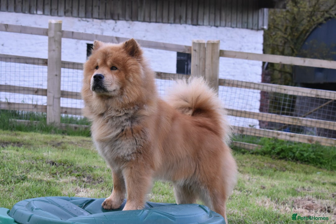 Siberian Husky dogs for sale: Beautiful Chowski puppies  - Image 31