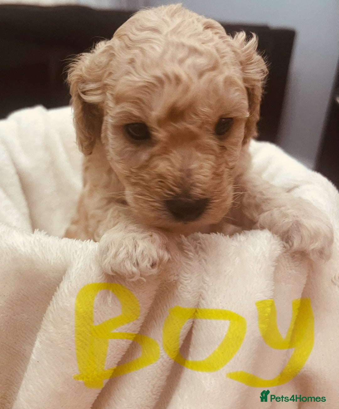 Toy Poodle dogs for sale: Toy poodle puppies - Image 10