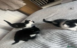 Domestic Shorthair cats for sale: Friendly House Cat Kittens Looking for Homes - Image 2
