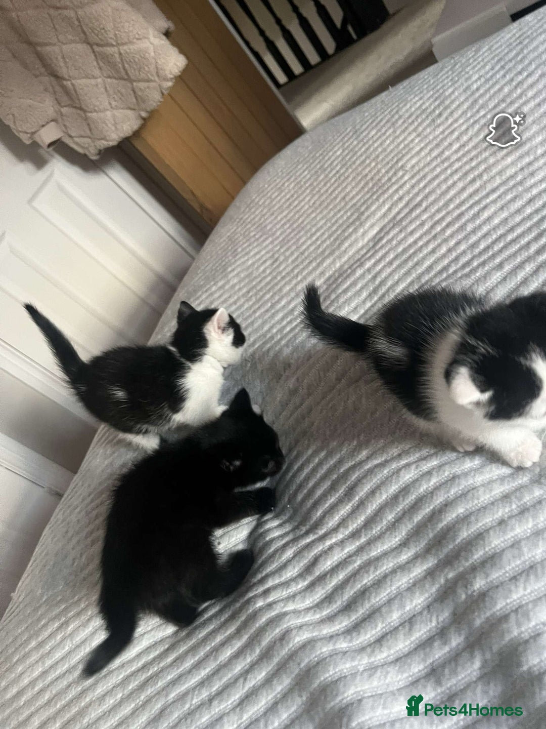 Domestic Shorthair cats for sale: Friendly House Cat Kittens Looking for Homes - Image 2