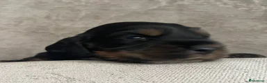 Puppy 7