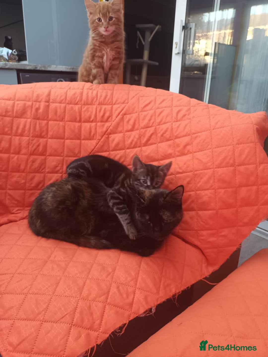 Mixed Breed cats for sale: Adorable kittens  - Advert 4