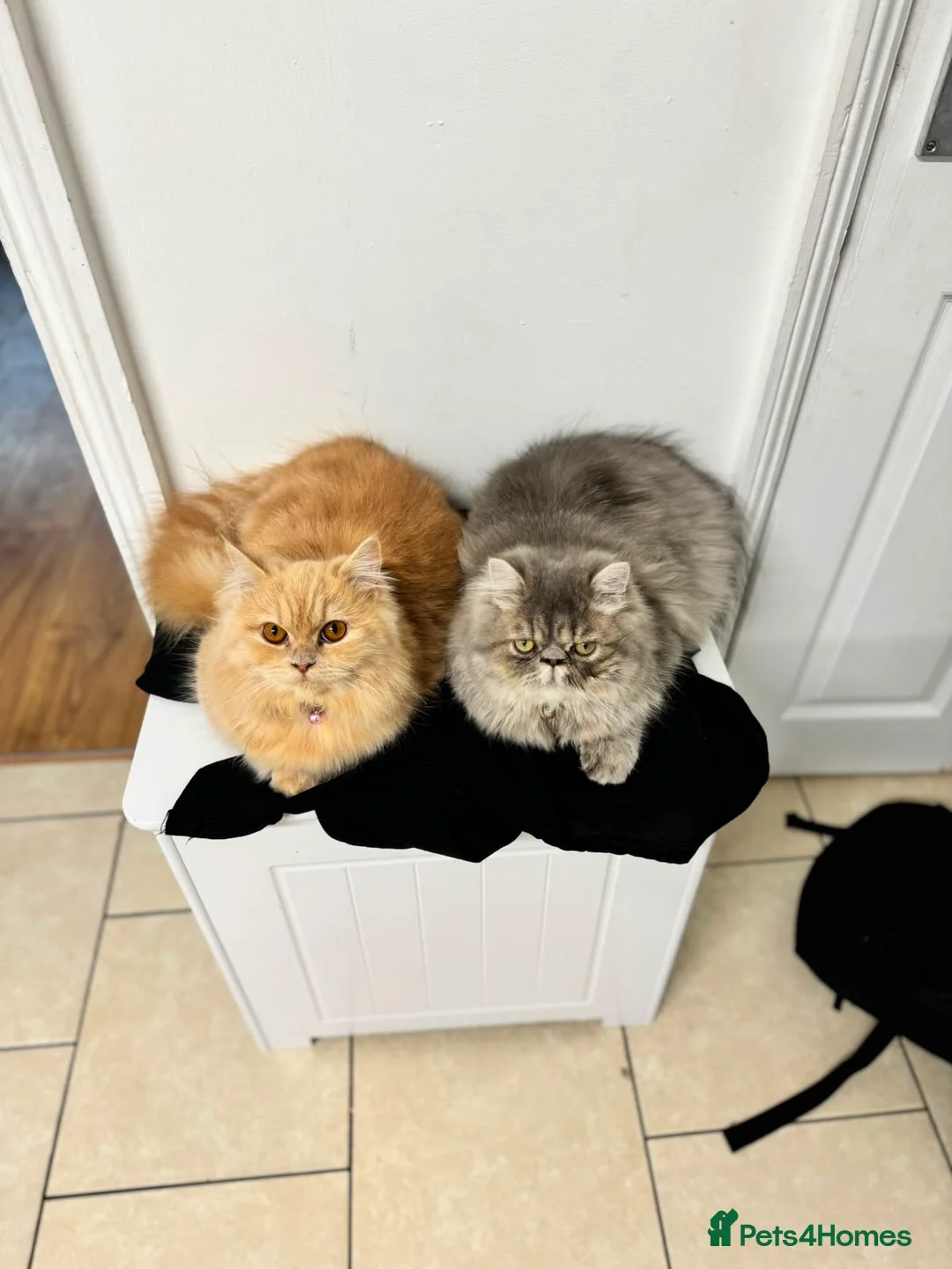 Persian cats for sale: An absolute joy  in York - Advert 1