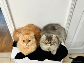 Persian cats An absolute joy - Advert 2