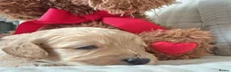 Cockapoo dogs for sale: Golden Cockapoo Puppies - Advert 8