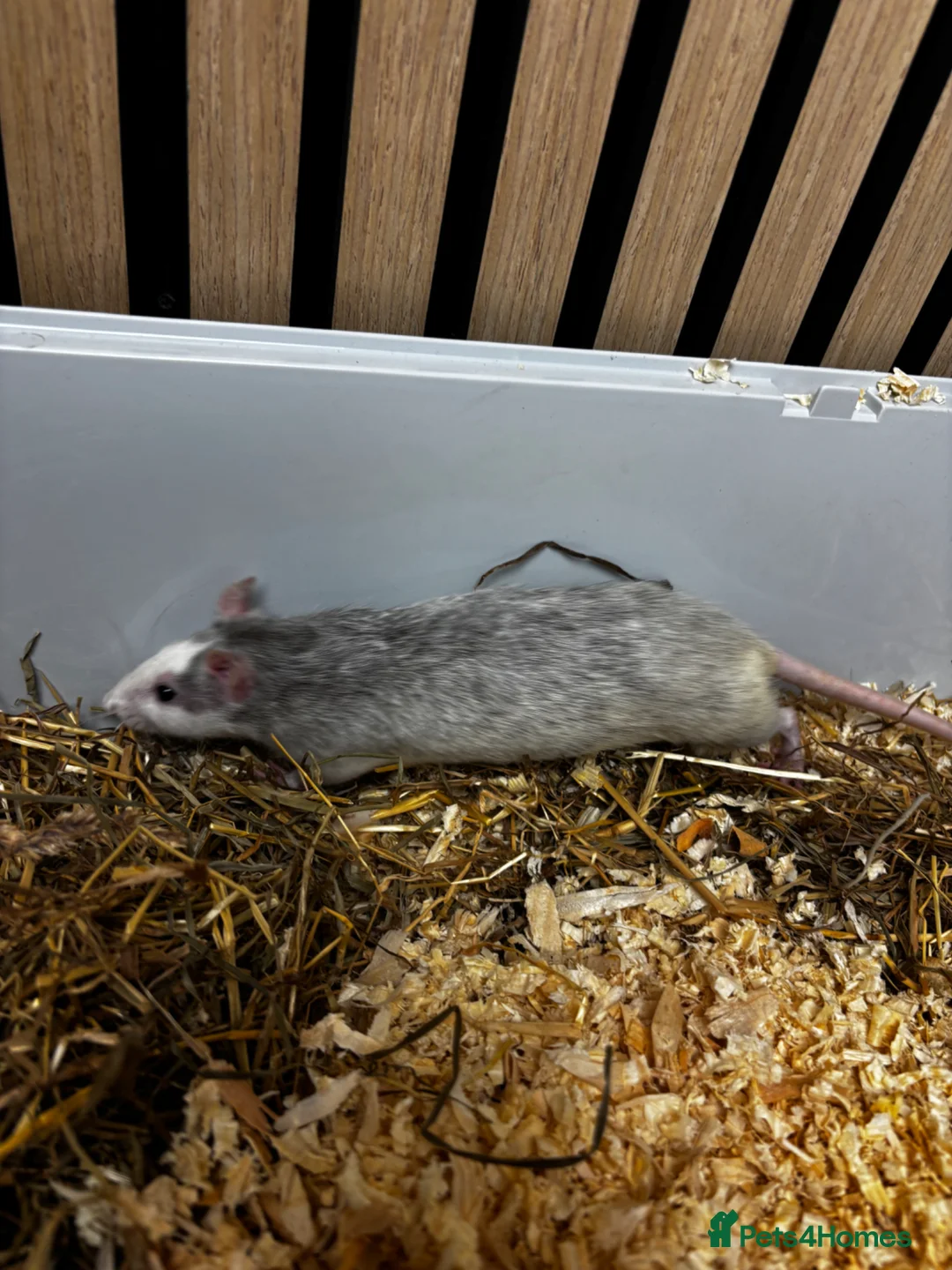 Rat rodents for sale: Dumbo rats  - Advert 8