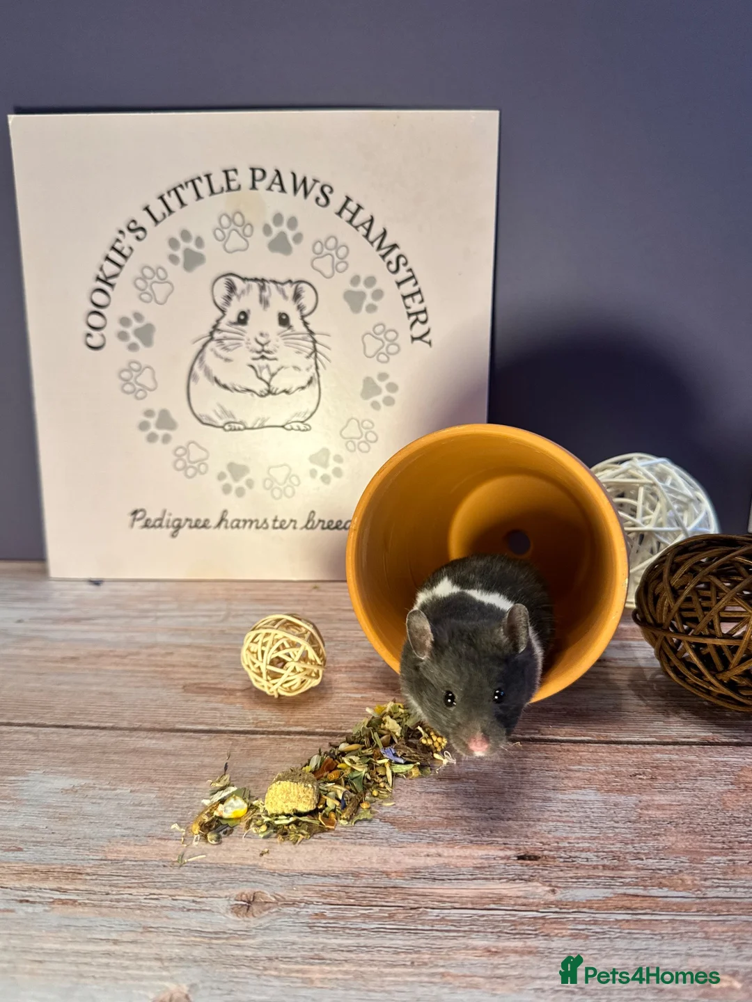Hamster rodents for sale: Pedigree Syrian hamsters  - Advert 2