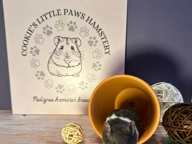 Hamster rodents for sale: Pedigree Syrian hamsters - Advert 2