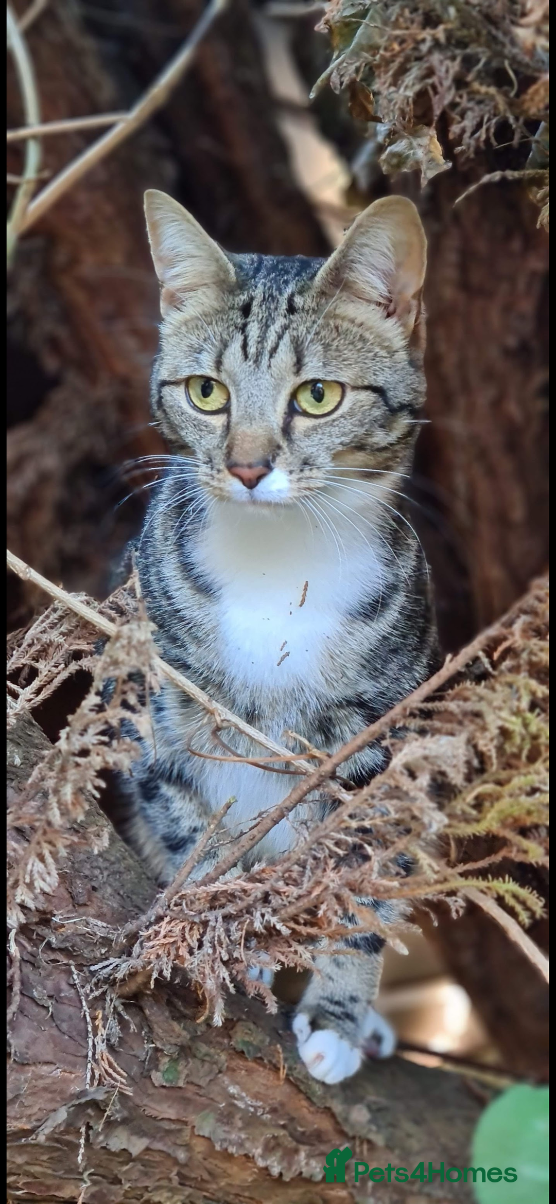 British Shorthair cats for sale: Female cat free to good home - Image 1