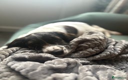 Cockapoo dogs for sale: UNIQUE SABLE BOY READY TO GO ✨ - Image 34