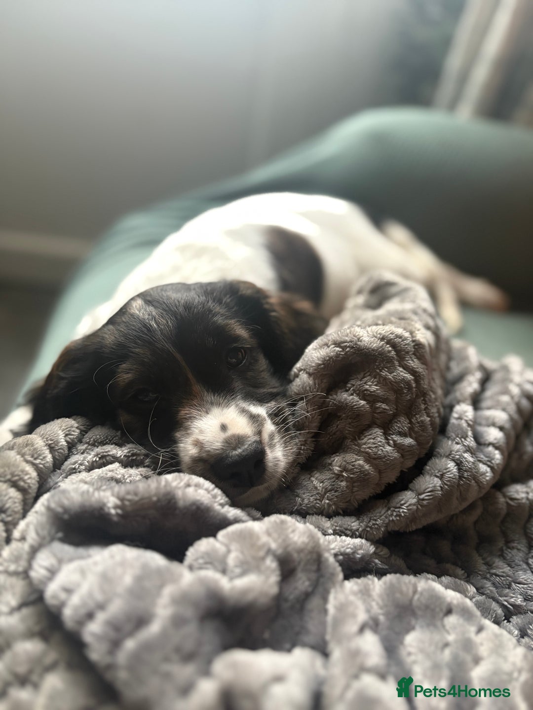 Cockapoo dogs for sale: UNIQUE SABLE BOY READY TO GO ✨ - Image 34