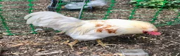 Chickens poultry for sale: Cockerel Rooster For Sale in Bolton - Advert 2