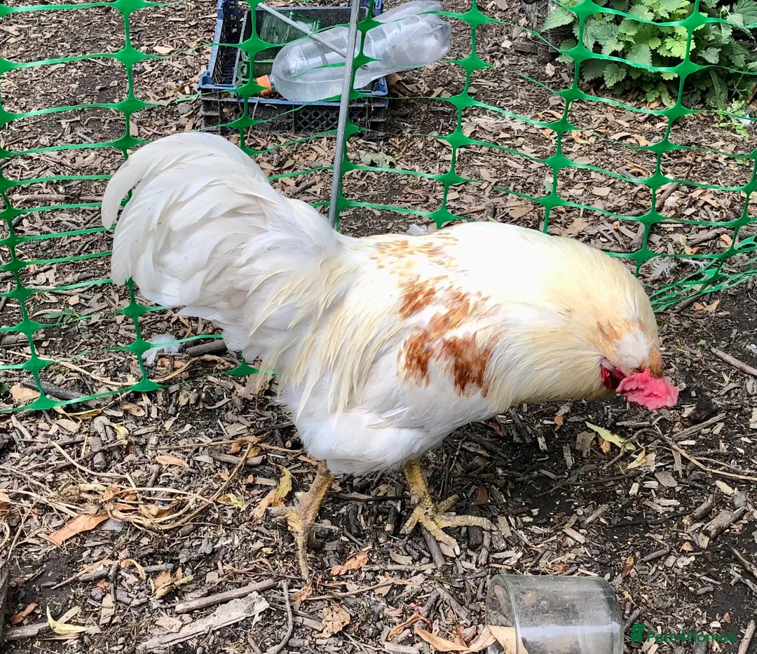 Chickens poultry for sale: Cockerel Rooster For Sale in Bolton - Advert 2