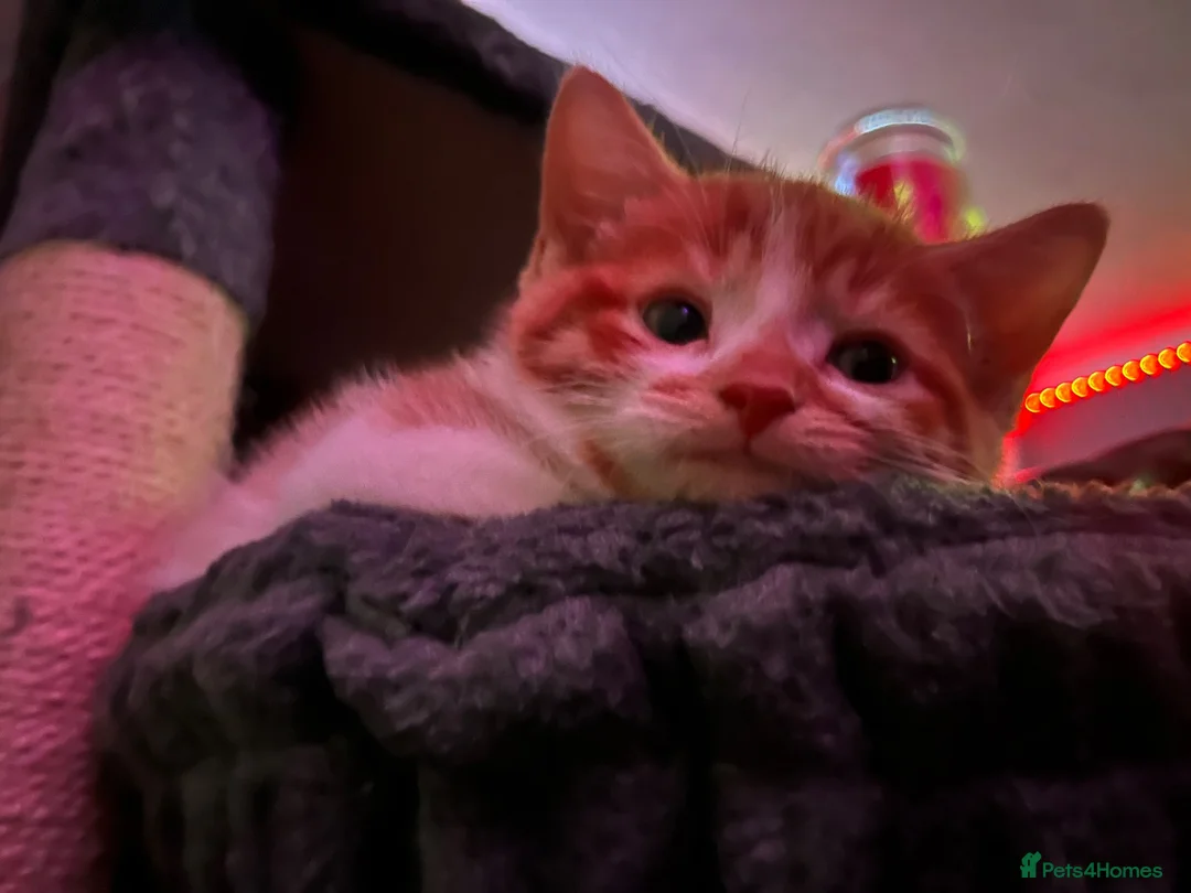 Norwegian Forest Cat cats for sale: Norwegian Forest X British Shorthair Ginger kitten - Advert 1