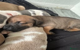 Mixed Breed dogs for sale: American bull staff puppies  - Image 29