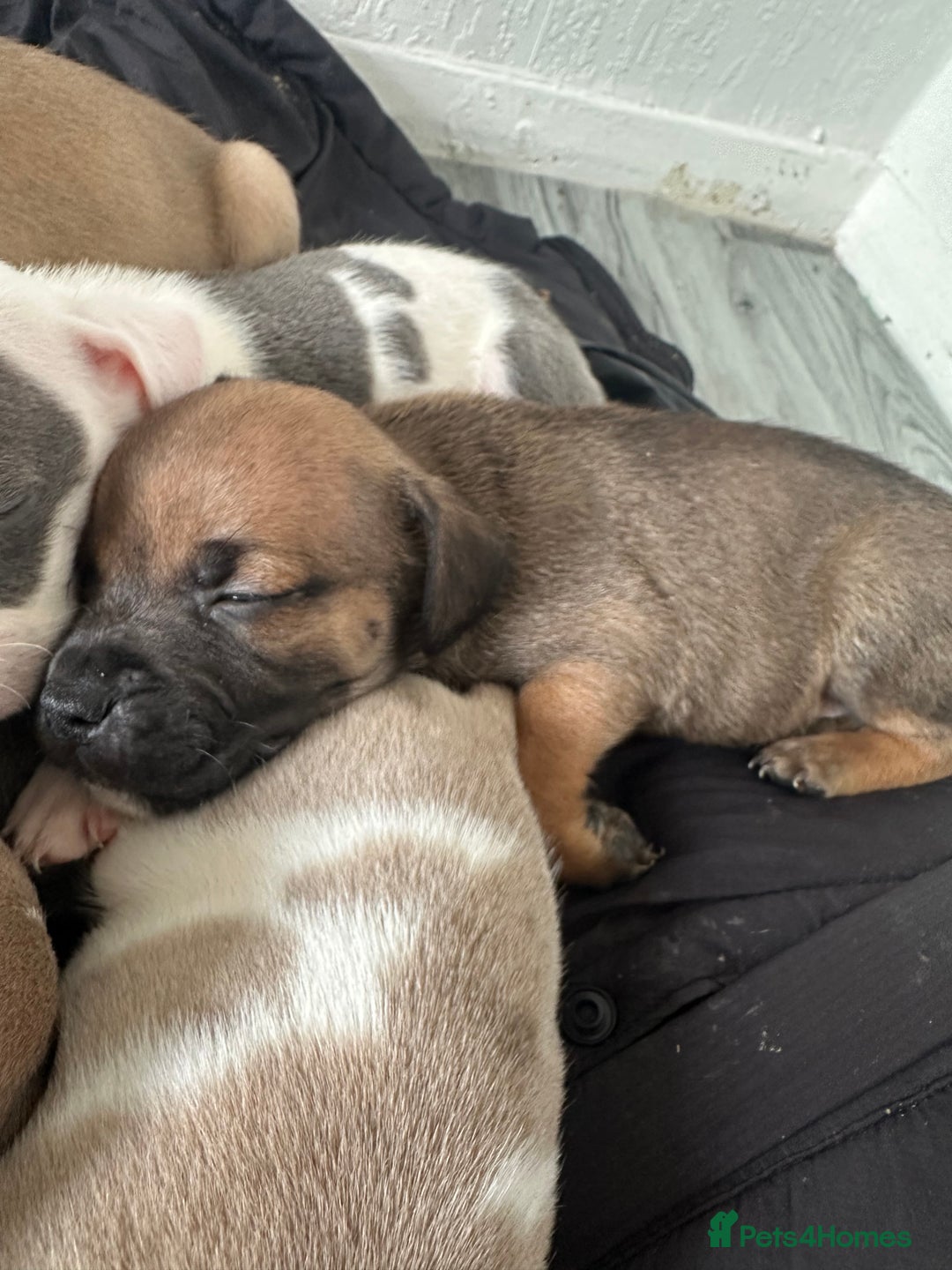 Mixed Breed dogs for sale: American bull staff puppies  - Image 29