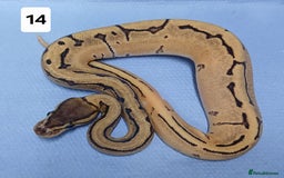 Python Snake reptiles for sale: Royal Python Morphs Females  - Image 15
