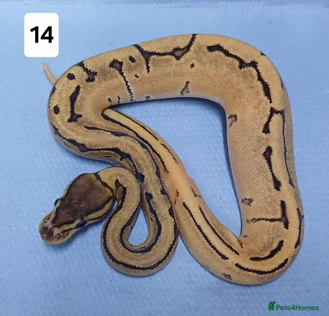 Python Snake reptiles for sale: Royal Python Morphs Females  - Image 15
