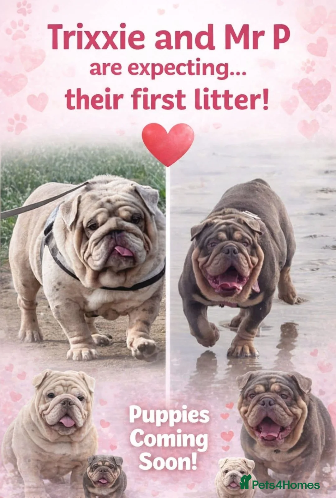 English Bulldog dogs for sale: 5 Generation 5 week old  chunky British  bulldogs  - Advert 32