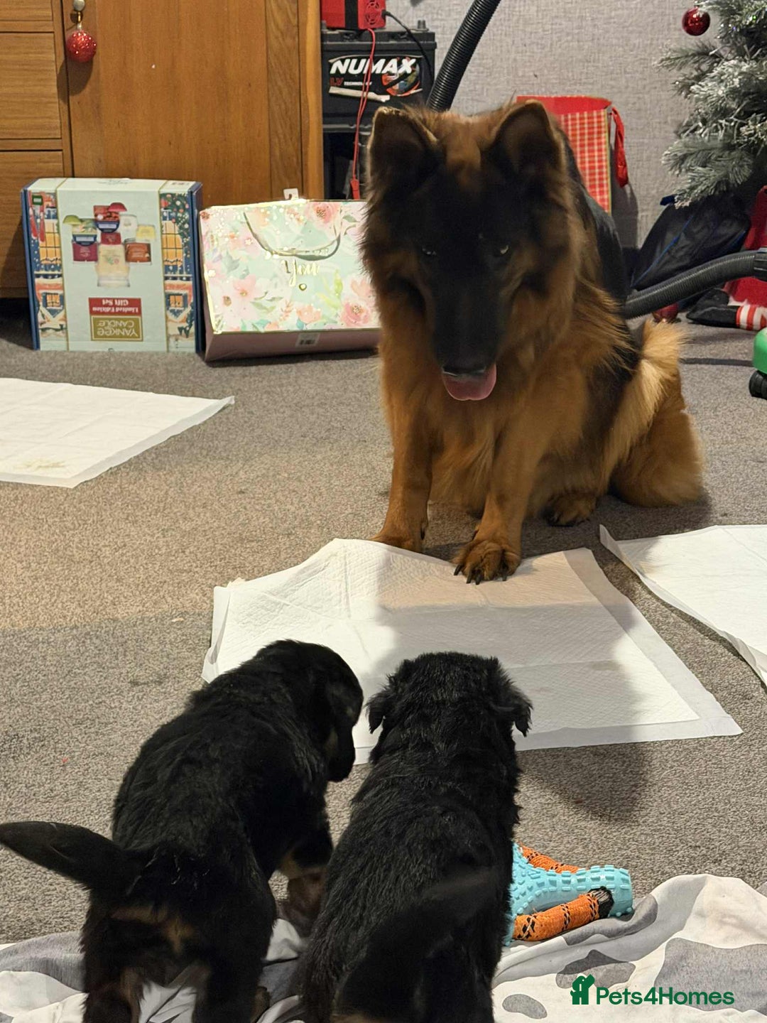 German Shepherd dogs for sale: German shepherd puppies  - Advert 1