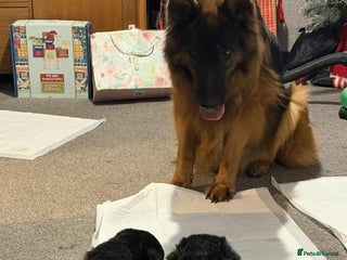 German Shepherd dogs German shepherd puppies - Advert 8