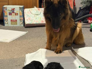 German Shepherd dogs German shepherd puppies - Advert 16